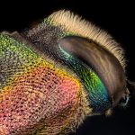 Fotografía macro extremo de escarabajo de colores anthaxia hungarica