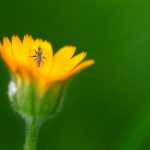 Fotografía macro de insecto sobre flor amarilla