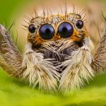Fotografía macro extremo de araña saltarina menemerus semilimbatus