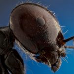 Fotografía macro extremo de hormiga messor barbarus