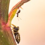 Fotografía macro de araña frente a hormiga