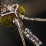 Fotografía macro extremo de mosquito culex pipiens