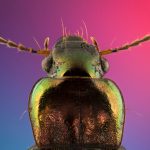 Fotografía macro extremo de escarabajo metálico verde