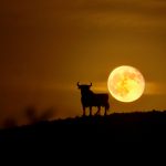 Figura de un toro de Osborne junto a la luna llena