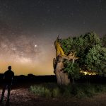Fotografía nocturna de astropaisaje con encina rota por un rayo, la vía láctea y la sombra de una persona observando