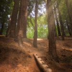 Escalera hacia el bosque de las Secuoyas de Cantabria en España